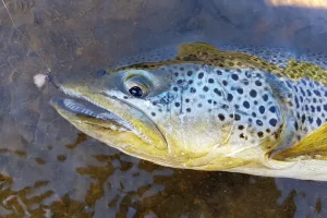 Brown Trout of Iceland are challenging and exciting on a fly rod so Fly Fish Iceland with Get Lost in America | Saltwater on the Fly