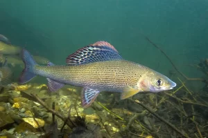 Arctic Grayling