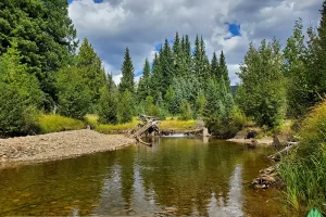 Pool below a beaver dam