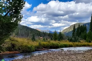 Further on up the Colorado River elk are beginning to appear in the under growth in Rocky Mountain National Park