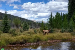 Small herd of this springs elk calves out of their own it seems at least a half a dozen