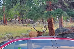 Catching some bull elk action in Moraine Park in the privacy of 50k other on lookers, a very good reason to head over the pass to the Grand Lake Colorado side of Rocky Mountain National Park