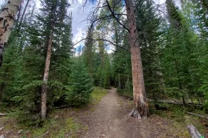 Once back into the timber the trail parallels some wetlands before starting to climb