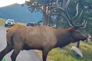 As the bull on caringly crosses in front of me before I leave. Headed just outside of the park at the Beaver Creek entrance for some Petro before heading over the pass.