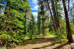 Small clearing and picnic table along the Colorado River in Rocky Mountain National Park