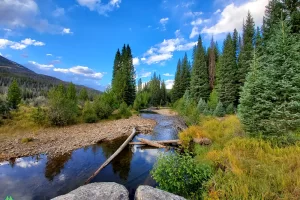 Second trip fly fishing this stretch of the river. I have only seen brooks, very small. Very Low water both times.