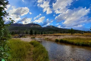 Open section of meadow, besides a few elk in the area, moose frequent often.