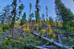 Last of the fall colors still holding on in the early morning light