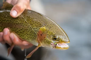 Rainbow Trout fly fishing Yellowstone National Park. Get Lost in America