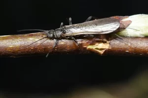 Salmon Fly or Stone Fly while fly fishing Yellowstone