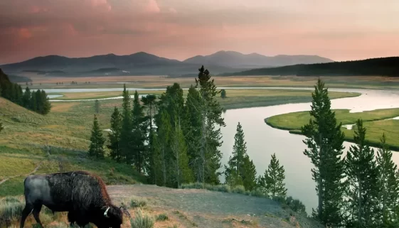 Fly Fishing in Yellowstone is an adventure like no other.