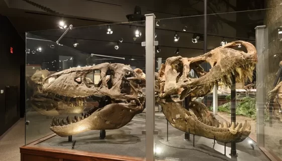 Experience the marvel of paleontology, explore celestial wonders and delve into regional history at Museum of the Rockies. A must-visit adventure! With Get Lost in America.