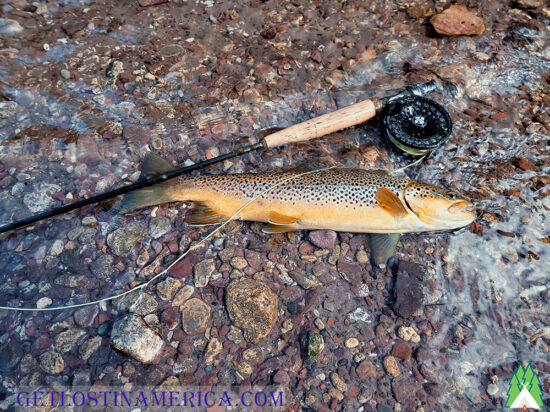 Yellowstone River Brown Trout