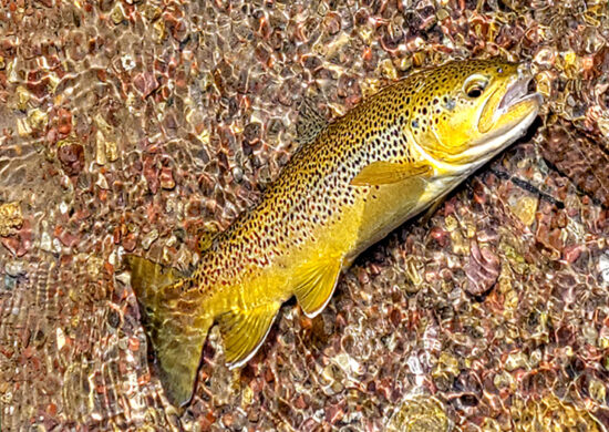 Livingston Spring Creeks great brown trout and rainbow trout fishing