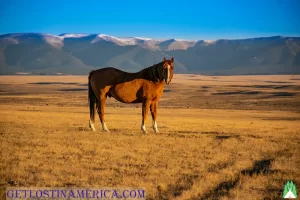 Fall morning on the prairie. was I dreaming of the horse or was the horse dreaming of me.