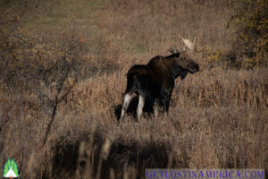 A wandering bull moose moment, Bullwinkle's moment