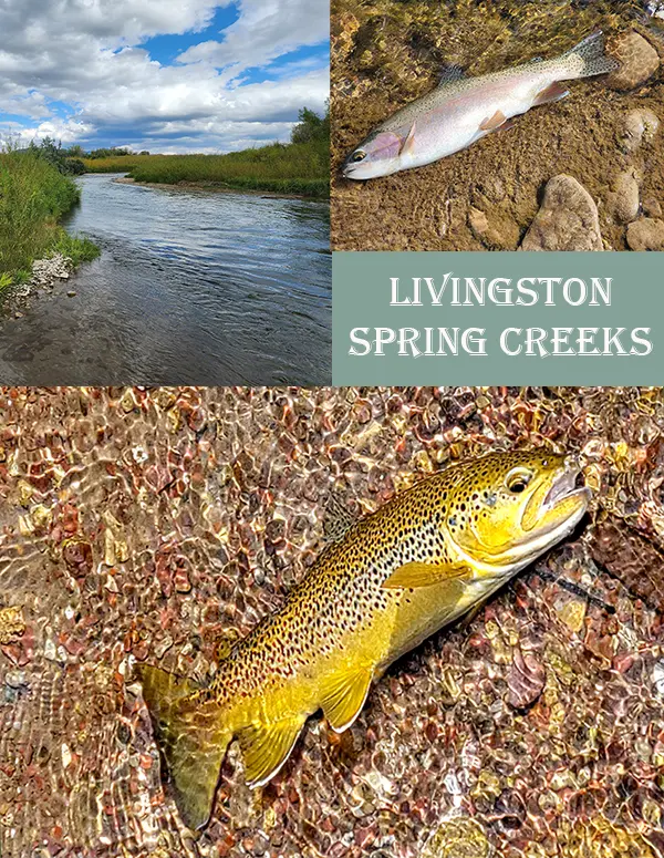 Guided spring creek fly fishing trips