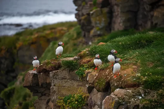 Puffin's on a one of Iceland's small Islands. One of my favorite birds to sit and watch. Þingvellir National Park: An Adventure in Iceland's Heart