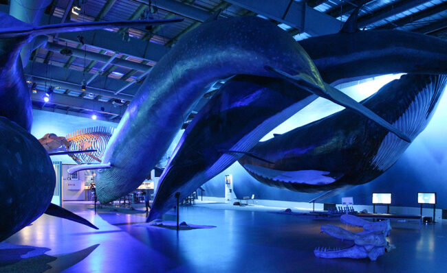 Whale display in Museum on Iceland  A great stop on your adventure of visiting the 9 best places to visit in Reykjavik Iceland.