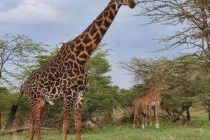 Giraffe in Lake Manyara National Park