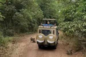 Take a Safari in Lake Manyara National Park