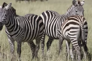 Zebras in Lake Manyara National Park