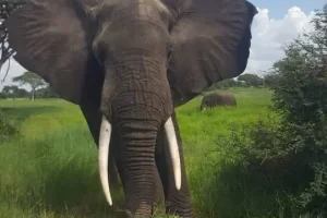 Elephant in Lake Manyara National Park