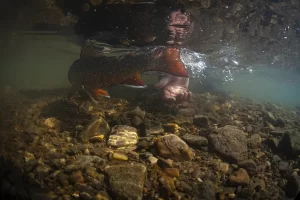 Great underwater shot of a Fortress Lake Brook Trout Get Lost in America