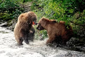 Bears having a tussle over a salmon, fly fish Alaska Get Lost in America