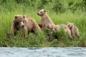 Mom and Cubs as you float by Fly Fishing Alaska Get Lost in America
