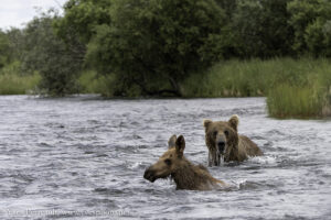 Grizzly Bear and moose going for a swim, fly fish Alaska Get Lost in America