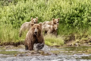 Alaskan Brown Bear with cubs Get Lost in America Fly Fishing Alaska