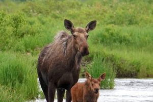 Cow Moose with Calf Fly fishing Alaska with Get Lost in America
