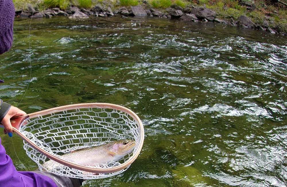 Middle Fork Salmon River Cutthroat 