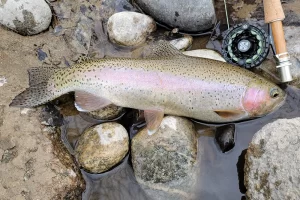 Rainbow Trout on the Stillwater River Montana Fly Fish Montana with Get Lost in America