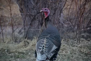 Wild Turkeys in camp every morning. Get Lost in America