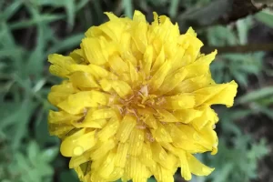 Just the beginning of the wildflowers, they were amazing on this hike. Get Lost in America