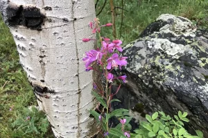 Drive was through a beautiful grove of Aspen Trees to Mount Albert Trailhead. Get Lost in America