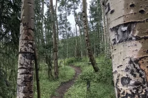 Aspen Grove for the first mile and half was just amazing. Magical on the hike to Mount Albert Summit. Get Lost in America