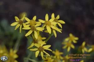 Wildflowers on Ptarmigan Lake trail