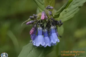 Wildflowers