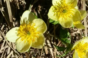 Wildflowers were pushing there way through the dried grasses of the year before. Get Lost in America