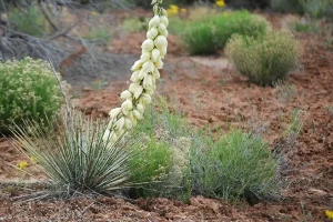 Yucca Plant in bloom, as we wander through the ruins in Canyon of the Ancients. Get Lost in America