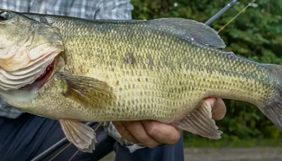 Fly Fishing for Bass in Louisiana DIY guide! Discover top spots like Toledo Bend & Black Bayou Lake, plus tips on rods, flies, techniques & more! Get Lost in America