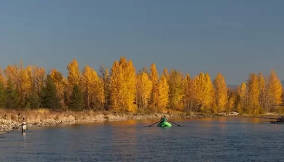 Our guide to fly fishing North Fork and Middle Fork Flathead River, covering top spots, techniques, best seasons, conservation efforts.