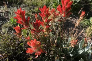 Paint Brushes and a Plethora of wildflowers line the trail to Tunnel Lake. Get Lost in America.