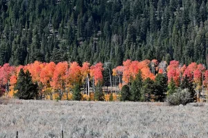 Aspen grove in all its fall dress to greet the day. Get Lost in America