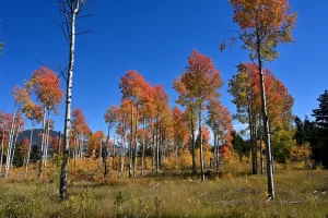 Aspen grove in fall foliage in Montana. Get Lost in America