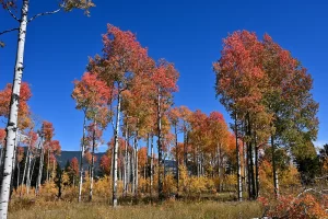 Aspens in colors of orange, yellow, and gold. Get Lost in America.