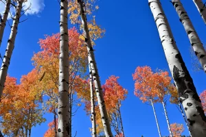 Aspens and sky. Get Lost in America